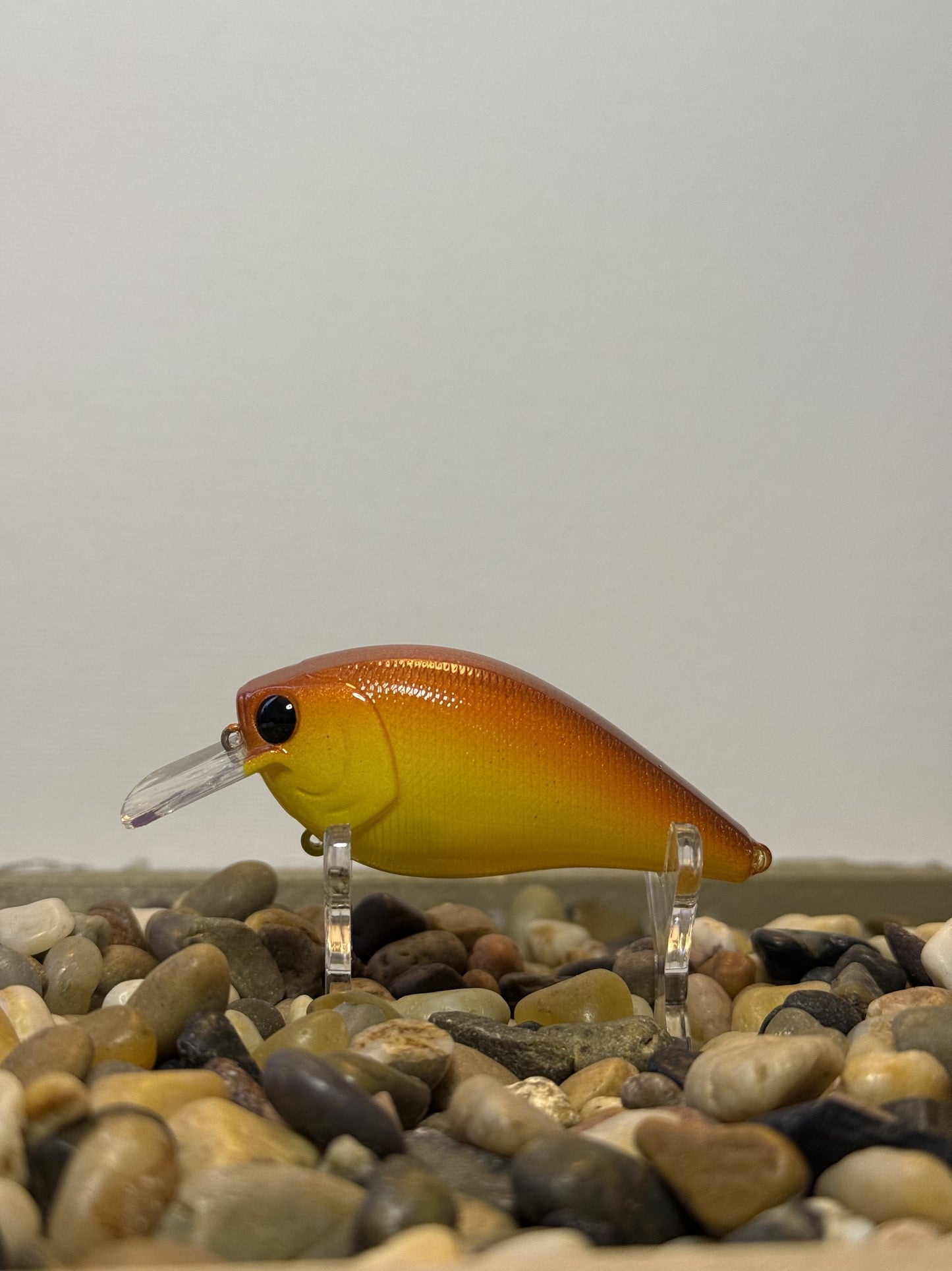 Goldfish 2.5 Squarebill