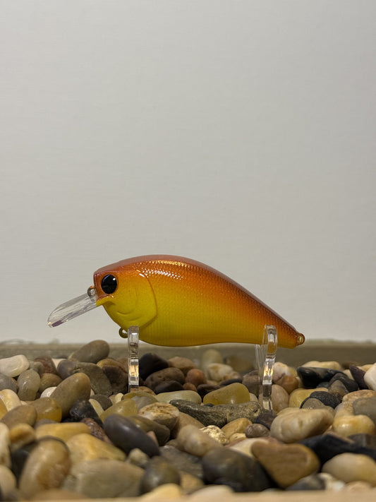 Goldfish 2.5 Squarebill